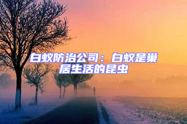 白蟻防治公司：白蟻是巢居生活的昆蟲