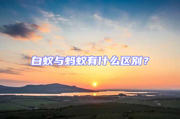 白蟻與螞蟻有什么區(qū)別？