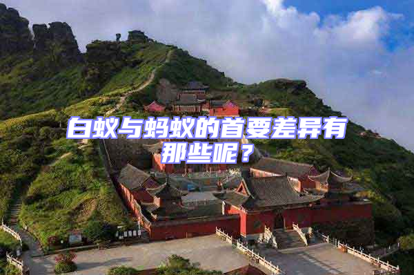 白蟻與螞蟻的首要差異有那些呢？