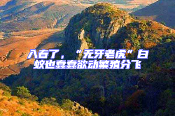 入春了，“無牙老虎”白蟻也蠢蠢欲動繁殖分飛