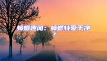 蟑螂趣聞：蟑螂特愛干凈？