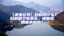 【殺蟲公司】白蟻吃什么？白蟻除了吃木頭，還能吃鋼筋水泥嗎？