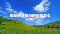 蜜蜂養(yǎng)殖基地的白蟻怎么滅啊？