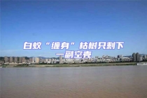 白蟻“纏身”枯樹(shù)只剩下一副空殼