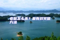 老鼠怎么殺？最有效滅鼠方法