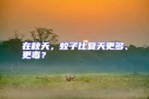 在秋天，蚊子比夏天更多、更毒？