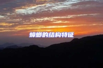 蟑螂的結(jié)構(gòu)特征