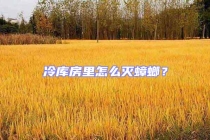 冷庫房里怎么滅蟑螂？