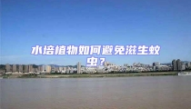 水培植物如何避免滋生蚊蟲？