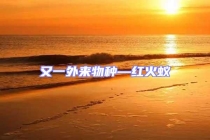 又一外來(lái)物種—紅火蟻