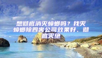 想徹底消滅蟑螂嗎？找滅蟑螂除四害公司效果好、徹底滅絕