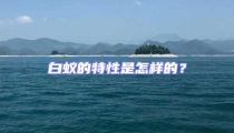 白蟻的特性是怎樣的？