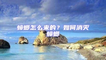 蟑螂怎么來(lái)的？如何消滅蟑螂