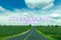 蟑螂是怎么產(chǎn)生的？如何防治蟑螂
