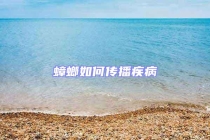 蟑螂如何傳播疾病