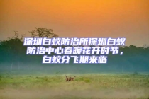 深圳白蟻防治所深圳白蟻防治中心春暖花開(kāi)時(shí)節(jié)，白蟻分飛期來(lái)臨