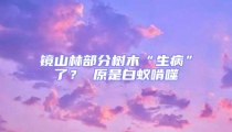 鏡山林部分樹(shù)木“生病”了？ 原是白蟻啃噬
