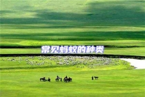 常見(jiàn)螞蟻的種類