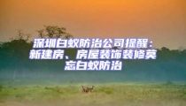 深圳白蟻防治公司提醒：新建房、房屋裝飾裝修莫忘白蟻防治