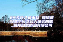 65公斤入境木材 竟暗藏野生牛樟芝和大量乳白蟻_威邦白蟻防治有限公司