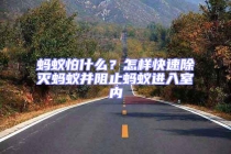 螞蟻怕什么？怎樣快速除滅螞蟻并阻止螞蟻進(jìn)入室內(nèi)