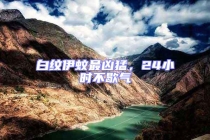 白紋伊蚊最兇猛，24小時不歇氣