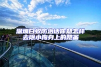 深圳白蟻防治話你知怎樣去除小狗身上的跳蚤