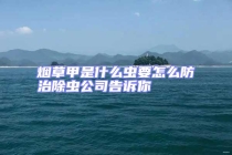 煙草甲是什么蟲(chóng)要怎么防治除蟲(chóng)公司告訴你
