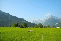 滅蚊蠅公司為大家介紹的相關(guān)于深圳有哪些種類(lèi)的螞蟻