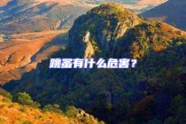 跳蚤有什么危害？