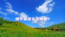 地下室怎么滅蟑螂？