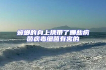 蟑螂的身上攜帶了哪些病菌病毒細(xì)菌有害的