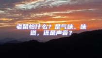 老鼠怕什么？是氣味、味道，還是聲音？