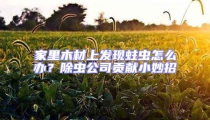 家里木材上發(fā)現(xiàn)蛀蟲怎么辦？除蟲公司貢獻(xiàn)小妙招