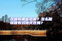 蒼蠅有哪些危害？怎么能快速有效地滅蒼蠅？