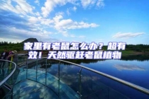 家里有老鼠怎么辦？超有效！天然驅(qū)趕老鼠植物