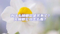 為什么蟑螂總是滅不了？滅蟑螂公司怎么看？