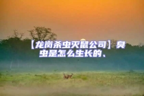 【龍崗殺蟲(chóng)滅鼠公司】臭蟲(chóng)是怎么生長(zhǎng)的、