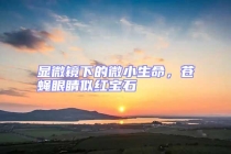 顯微鏡下的微小生命，蒼蠅眼睛似紅寶石