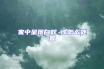 家中呈現(xiàn)白蟻 該怎么處置