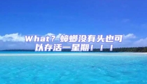 What？蟑螂沒有頭也可以存活一星期?。。? uk-img>
                                    </a>
                                </div>
                            </li>
                                                        <li id=