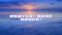 蜱蟲是什么蟲？如何預防被蜱蟲咬傷？