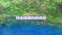 環(huán)山綠道白蟻成災