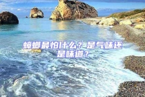 蟑螂最怕什么？是氣味還是味道？