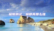 極限測(cè)試，蟑螂真那么強(qiáng)？