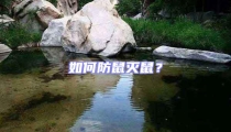 如何防鼠滅鼠？