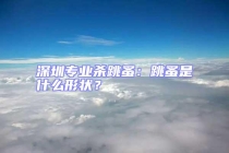 深圳專業(yè)殺跳蚤：跳蚤是什么形狀？