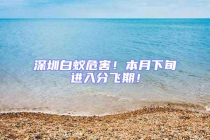 深圳白蟻危害！本月下旬進入分飛期！