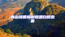 青山灣香樟樹慘遭白蟻危害