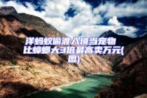 洋螞蟻偷渡入境當(dāng)寵物 比蟑螂大3倍最高賣萬元(圖)